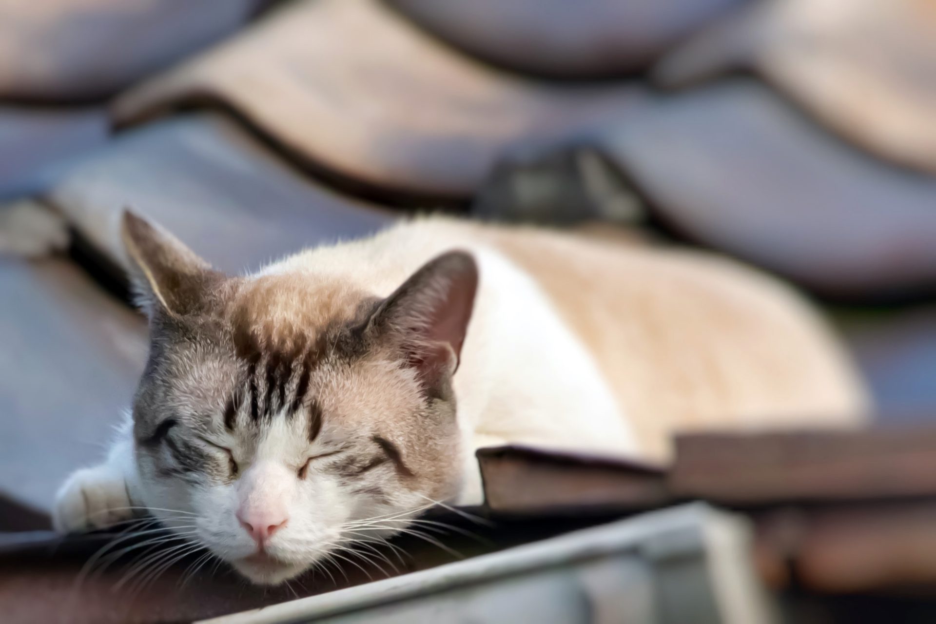 ウチの猫には本物を 瓦の猫ハウス – 京都の雨漏り修理・屋根リフォーム